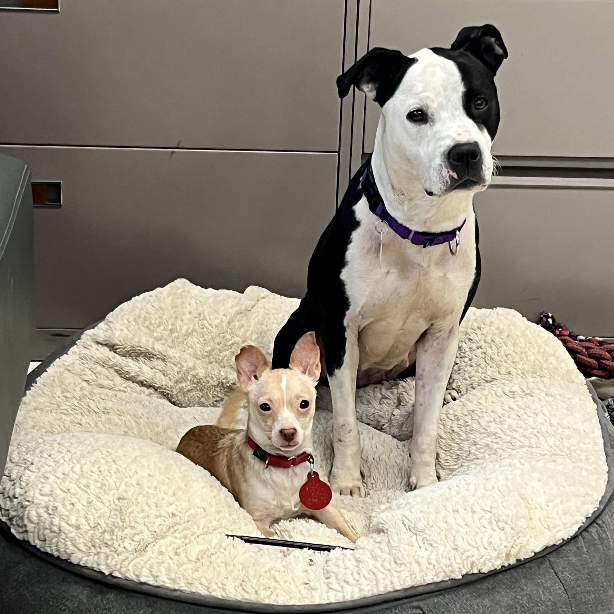 two dogs in house