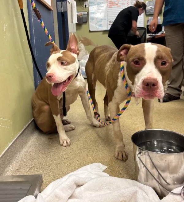two dogs in shelter 