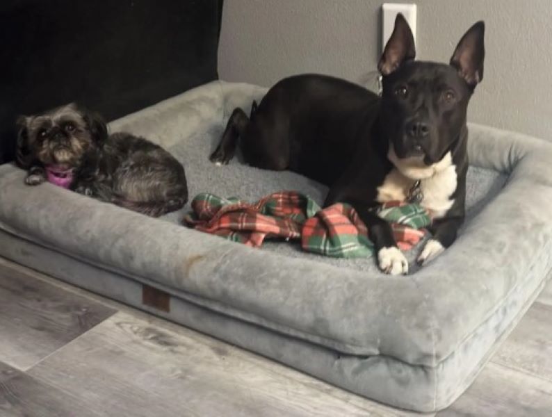 two dogs laying down