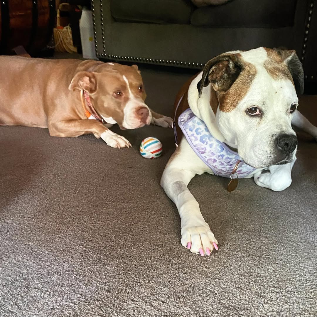 two dogs laying down
