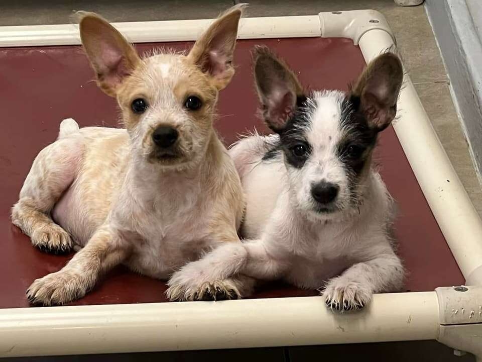 two dogs laying down