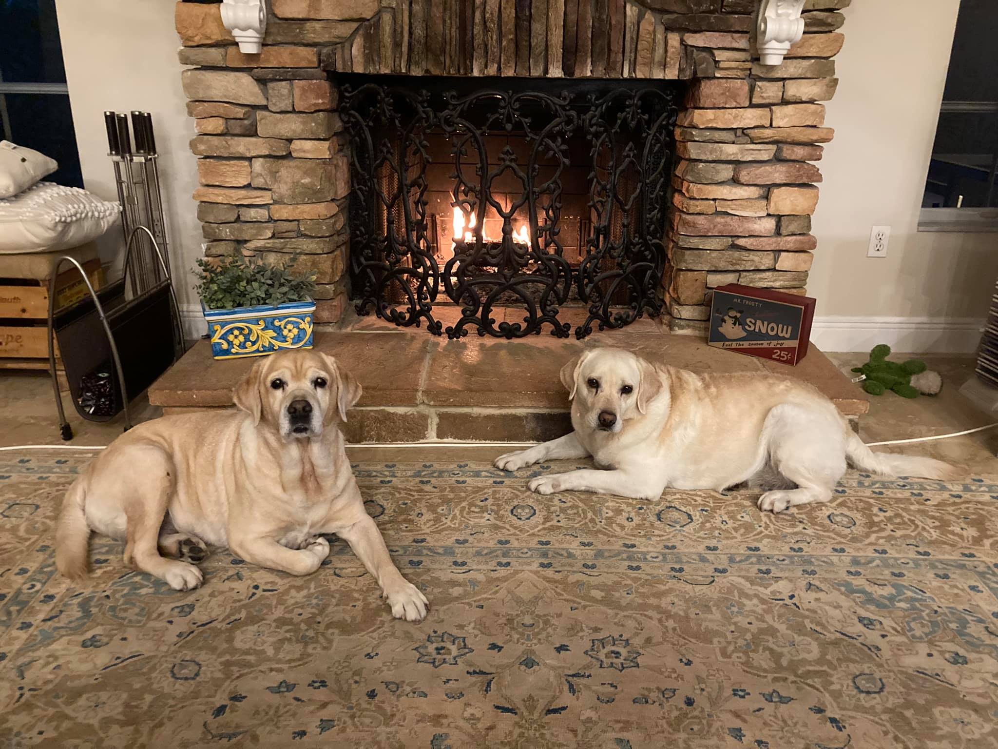 two dogs laying down