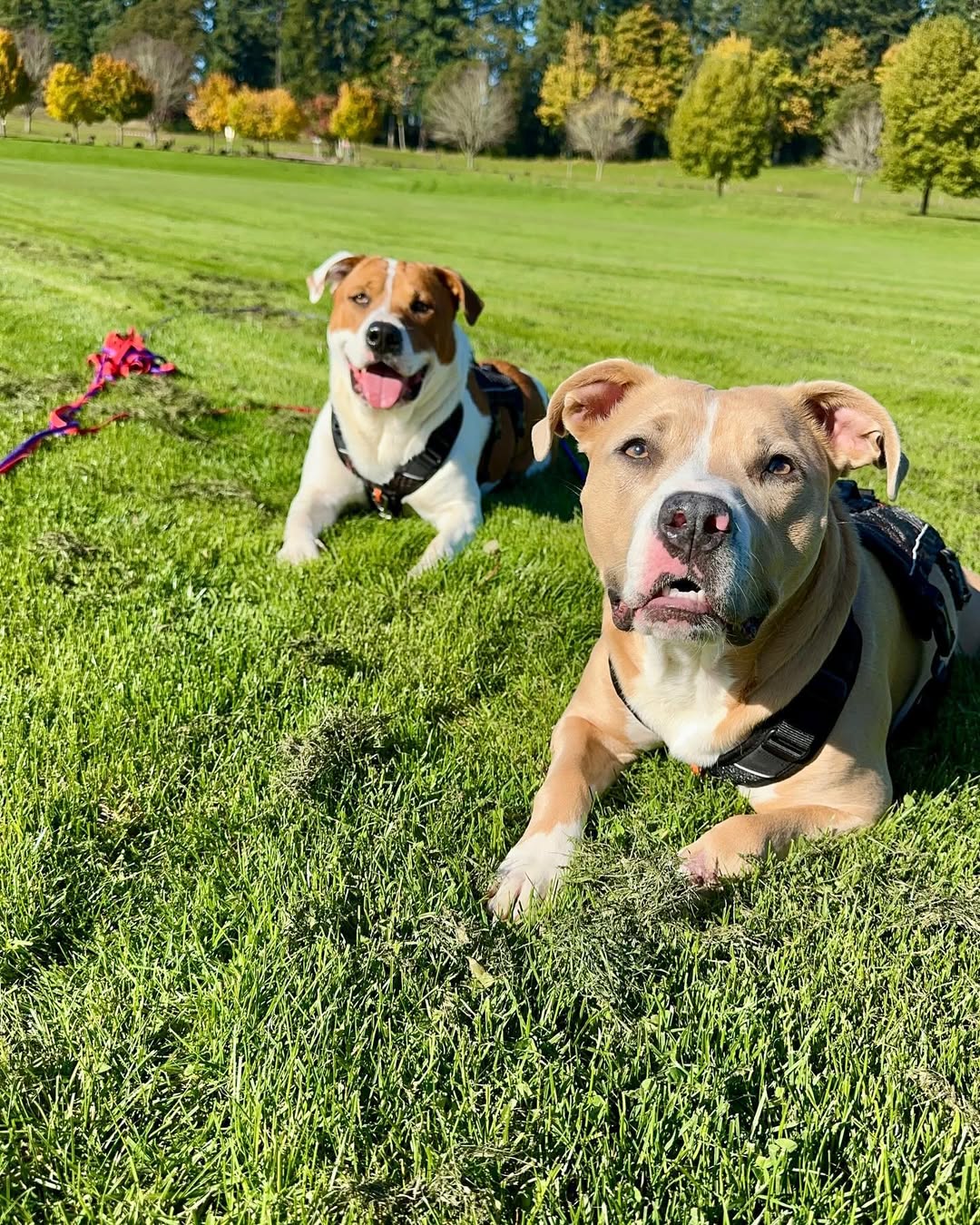 two dogs laying on grass