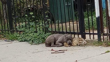 two dogs laying on street