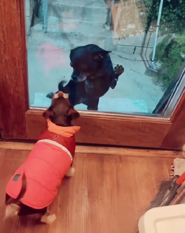 two dogs looking at each other through the front door 