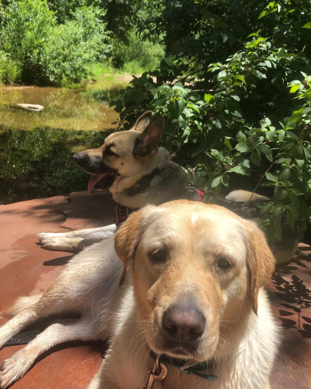 two dogs lying outside 