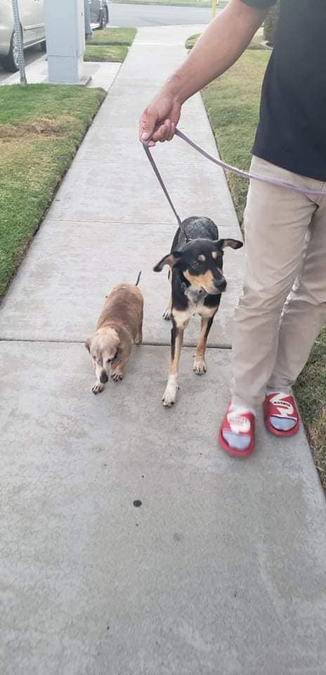 two dogs on a leash