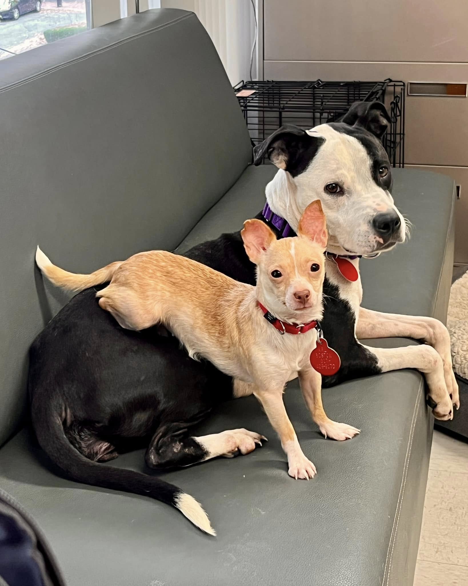 two dogs on couch