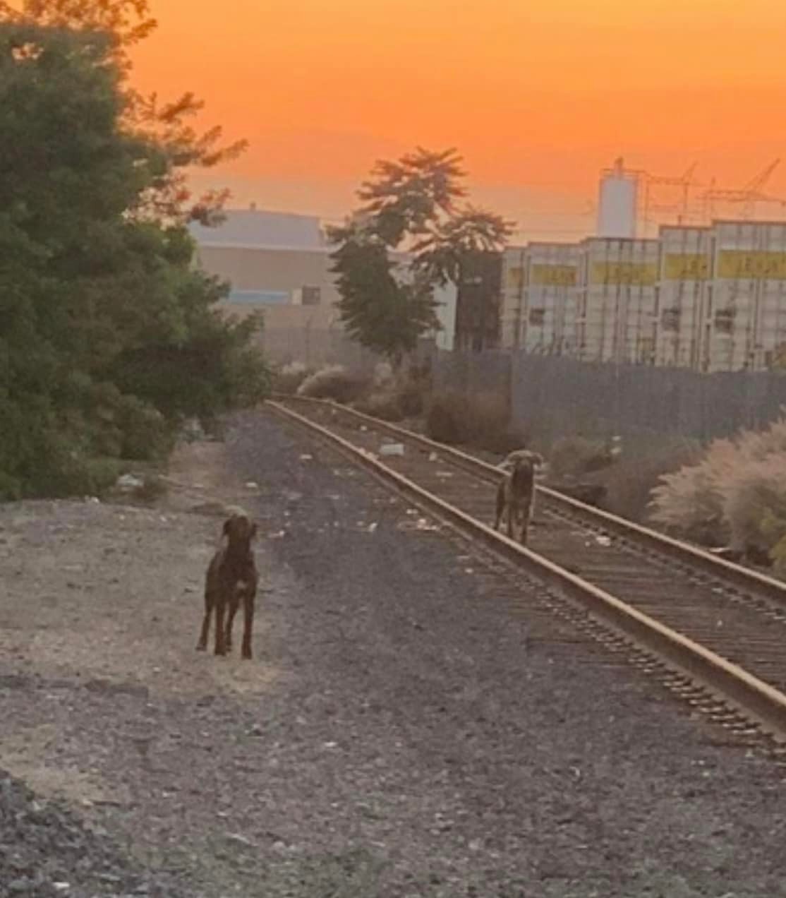 two dogs on train tracks in sunset 