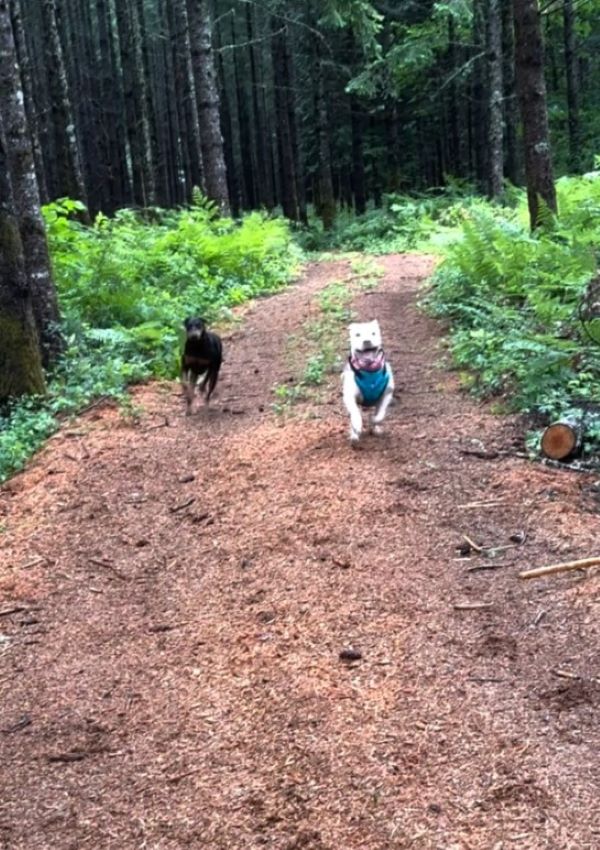 two dogs running through the woods 