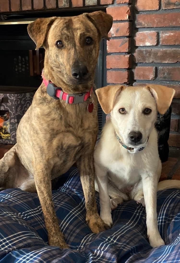 two dogs sitting on a pillow