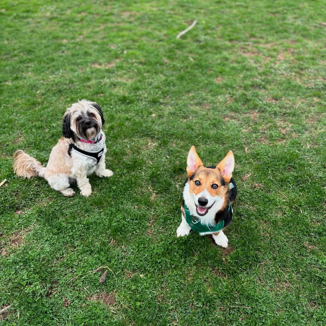 two dogs sitting