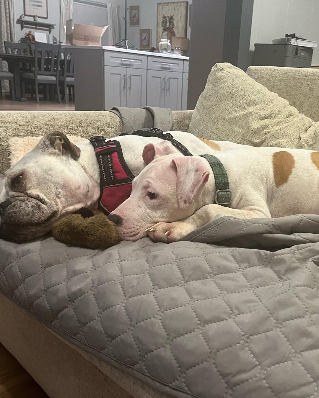 two dogs sleeping on couch 