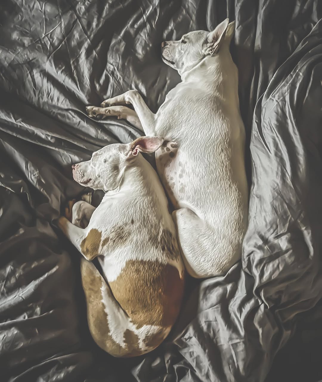 two dogs sleeping together