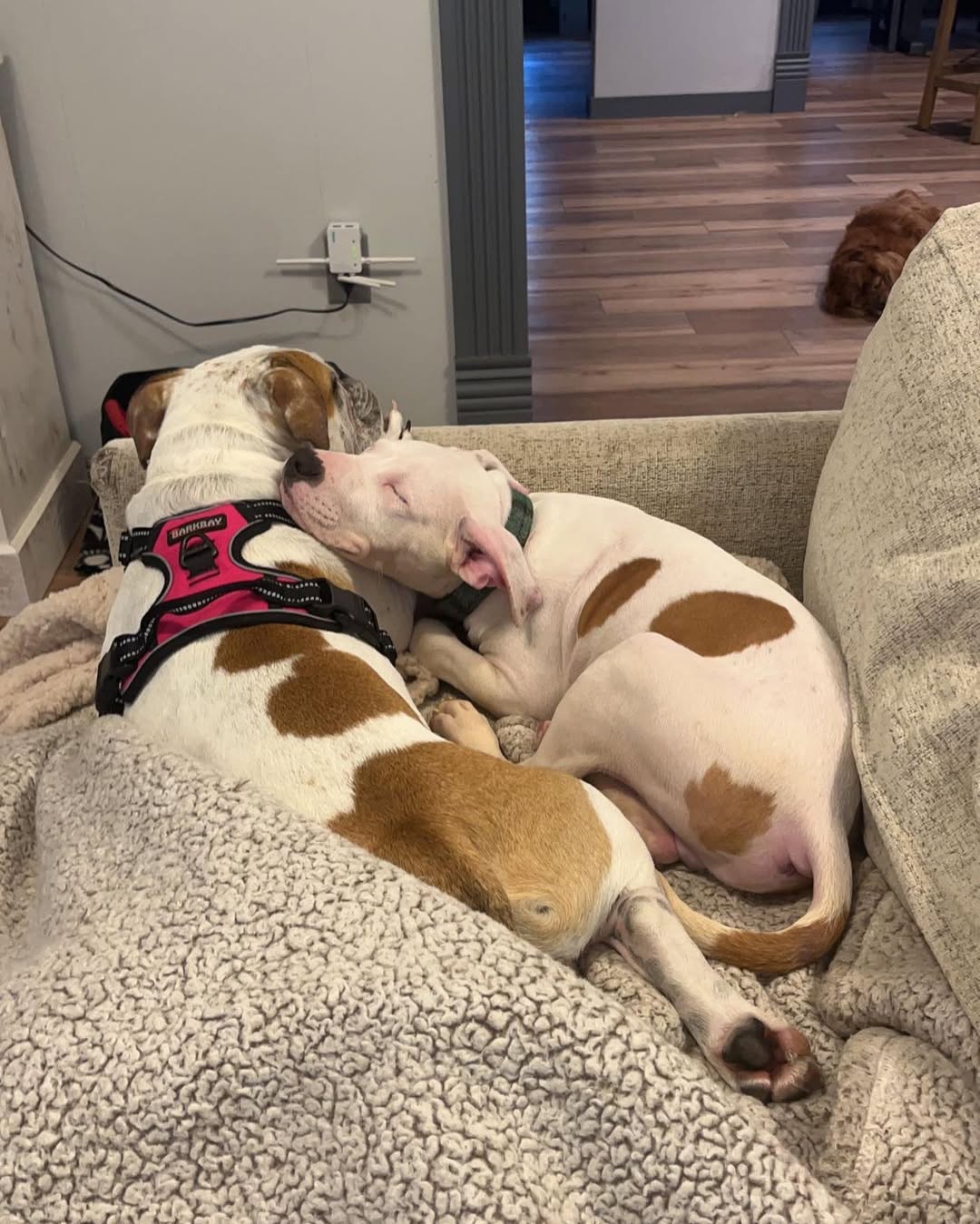 two dogs sleeping together 