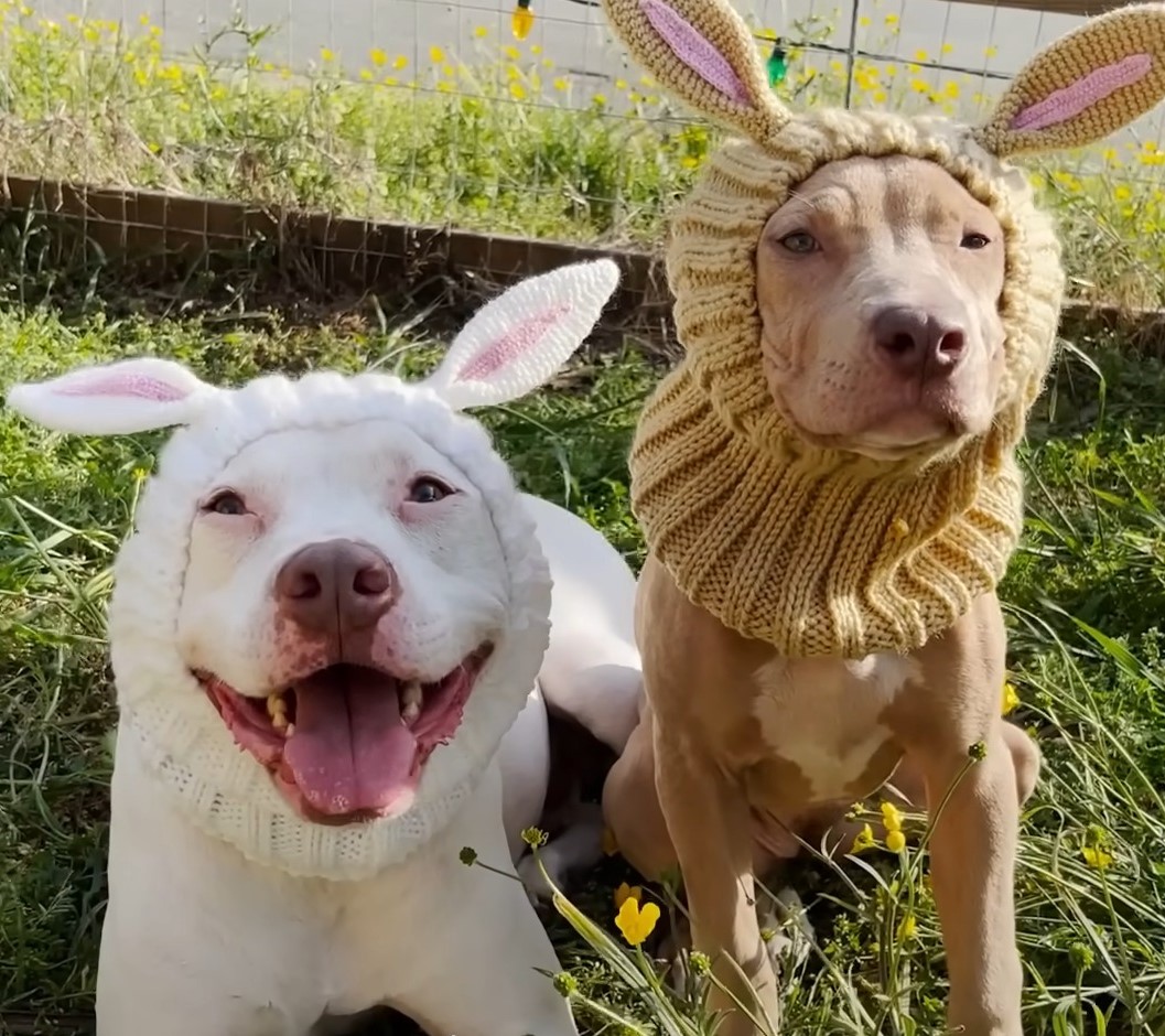 two dogs with clothes