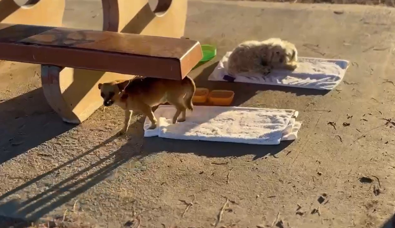 two dogs