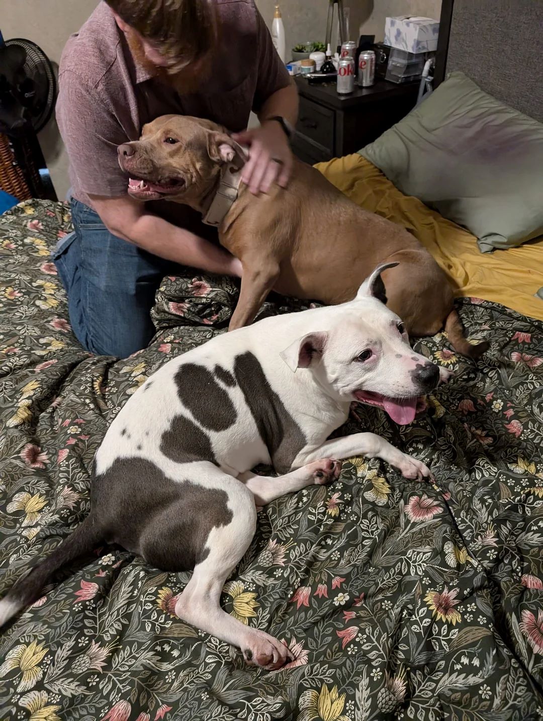 two happy dogs on the bed