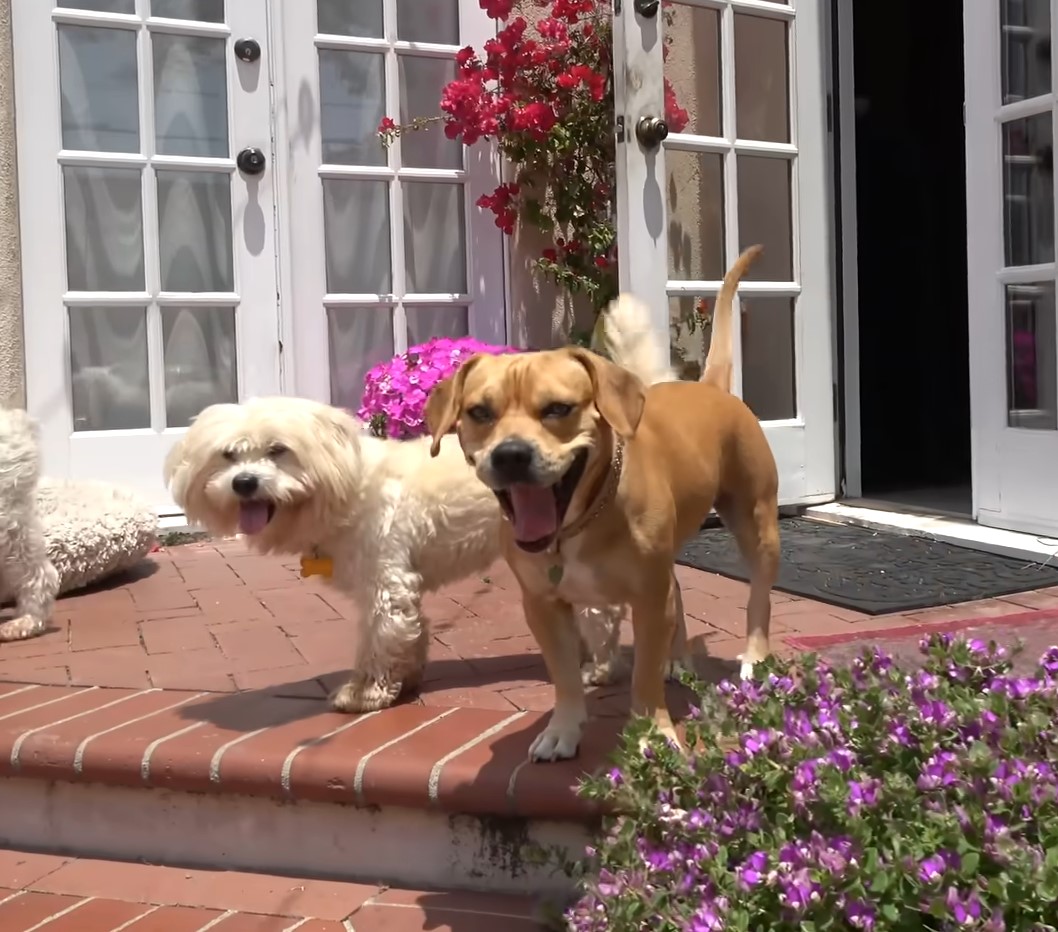 two happy dogs on the porch 