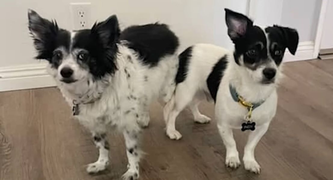 two identical dogs