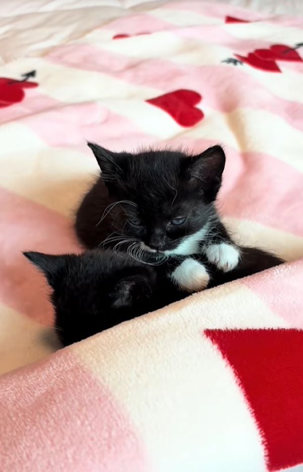 two kittens on pink blanket