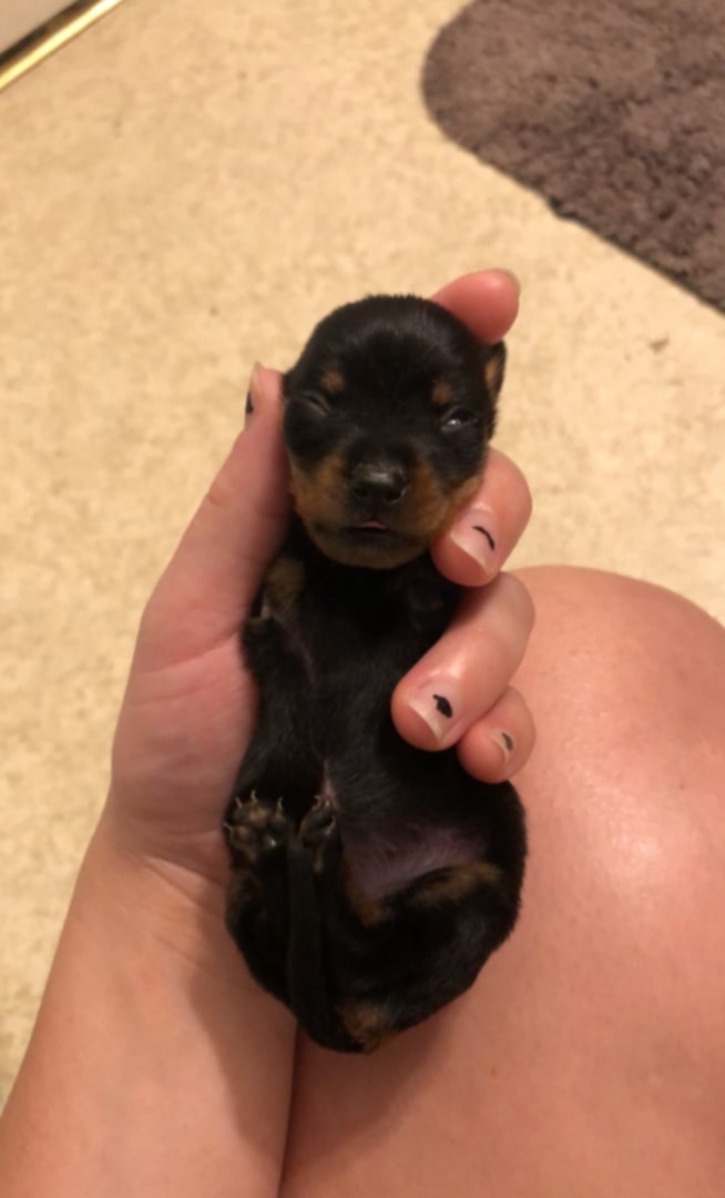 two legged puppy