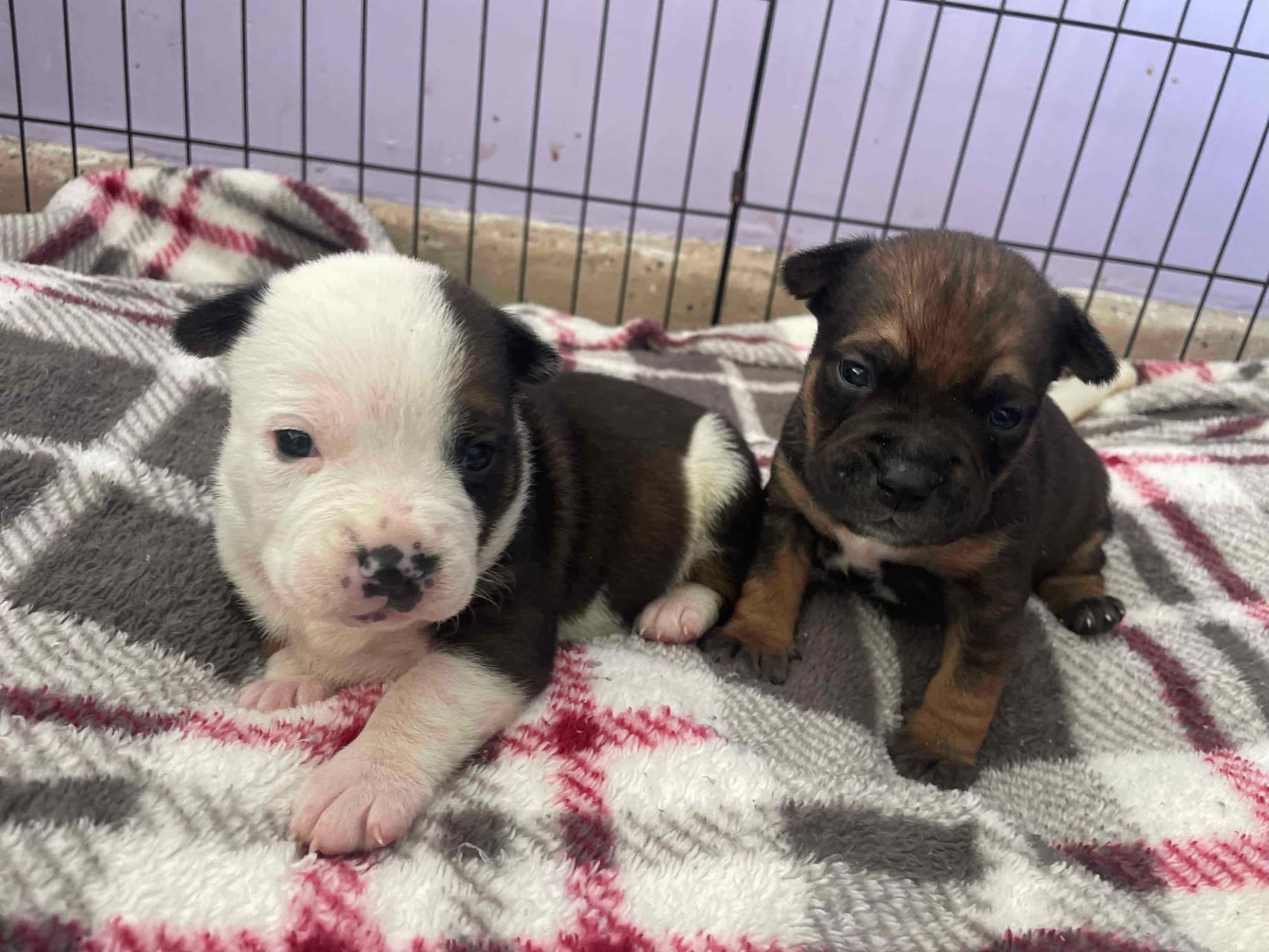 two newborn puppies in crate