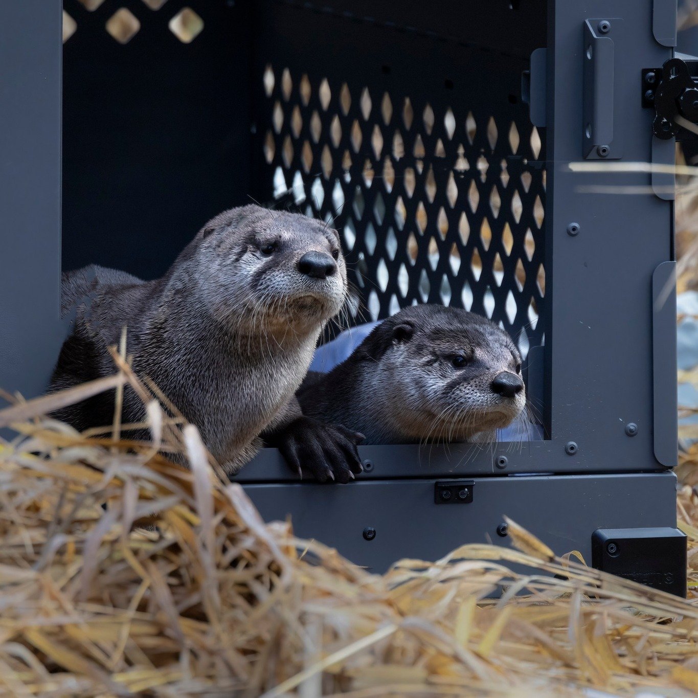 two otters in crate