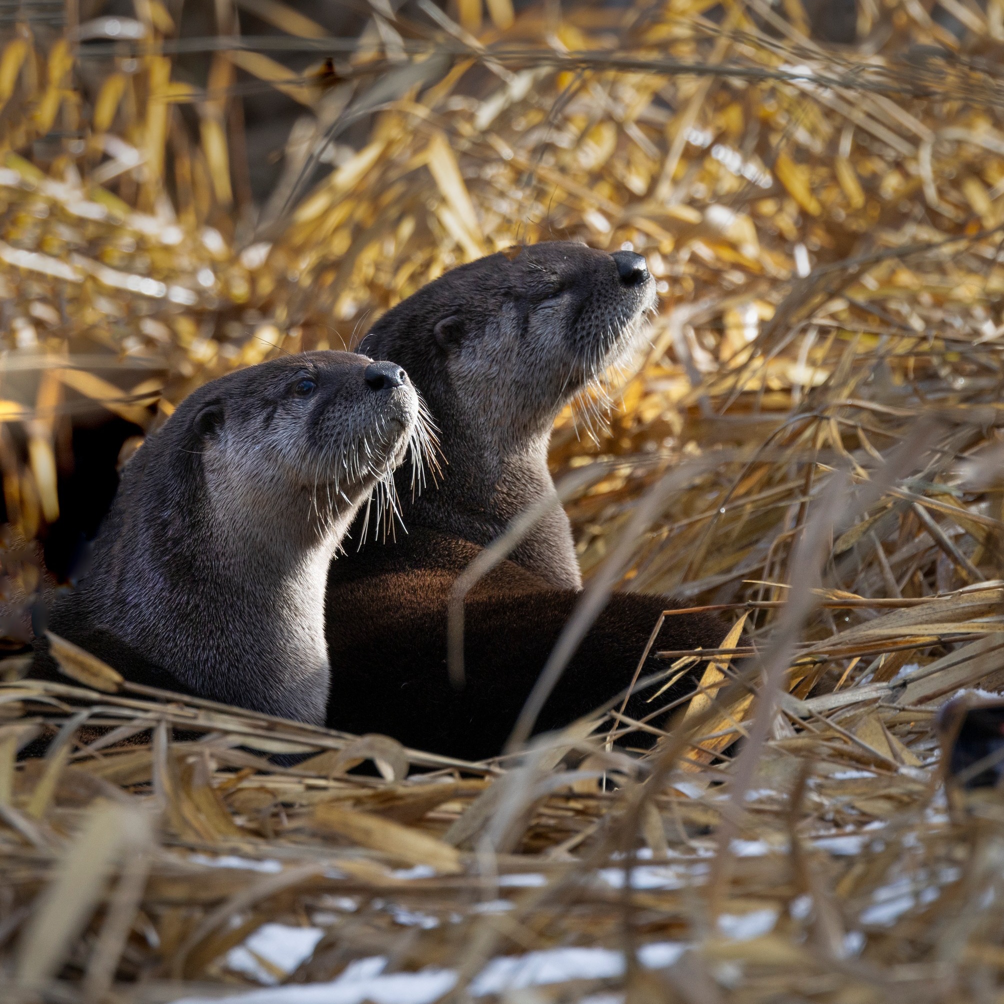 two otters in water