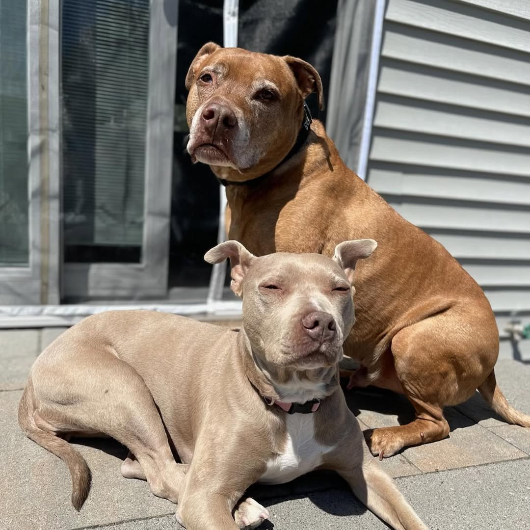 two pit bulls
