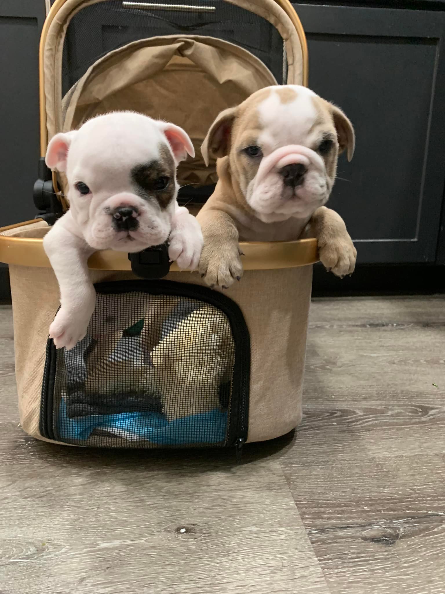 two puppies in a basket 