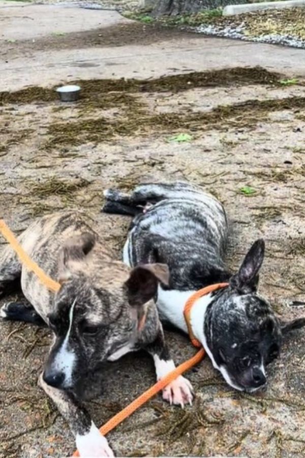 two puppies on ground 