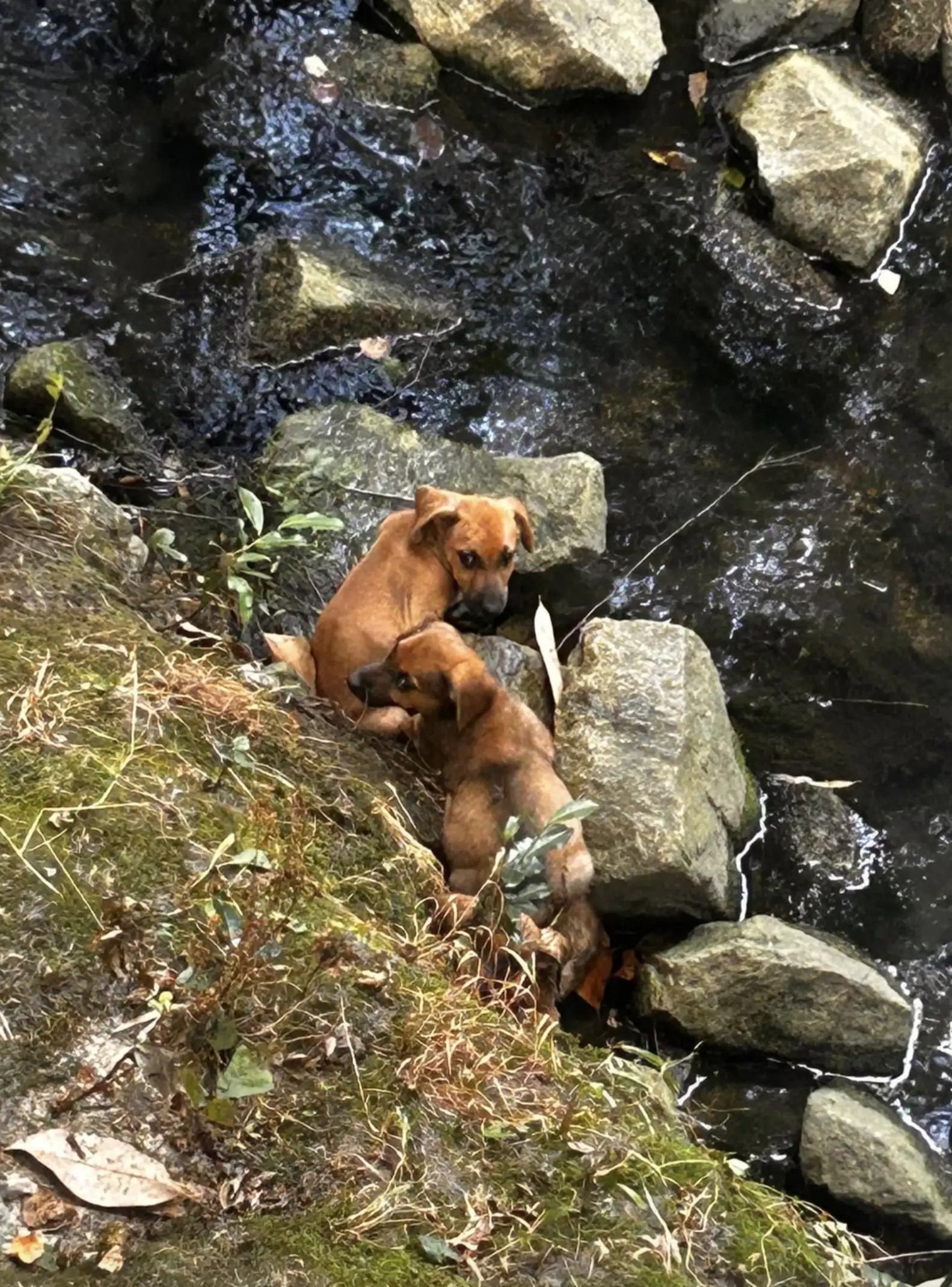 two puppies trapped by water