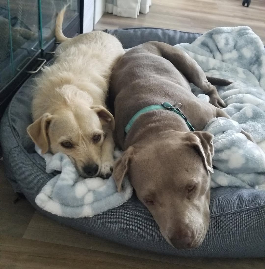 two pups sleeping together in dog bed