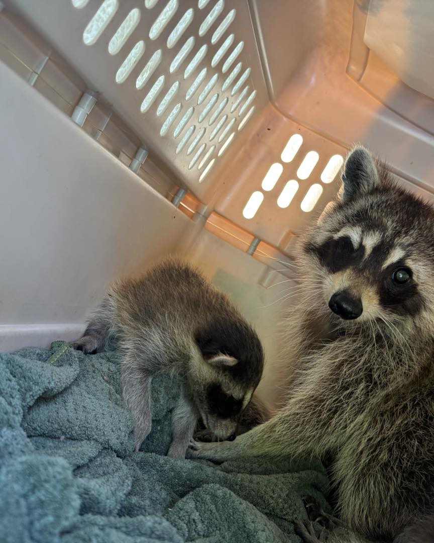 two raccoons