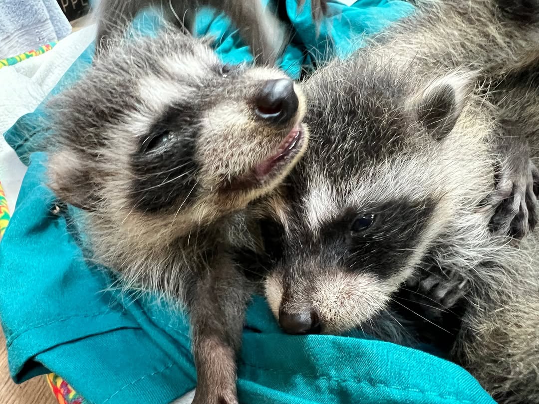 two raccoons