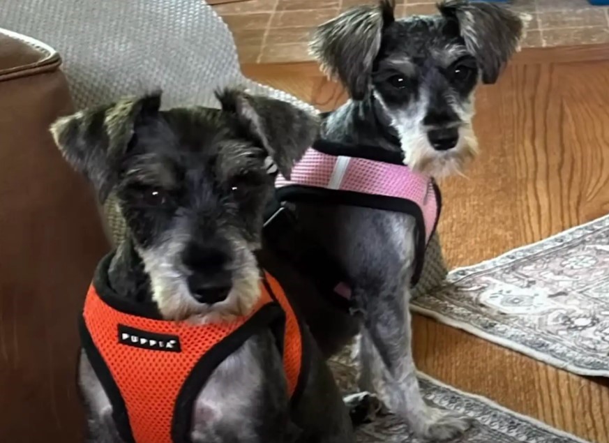 two shaved dogs
