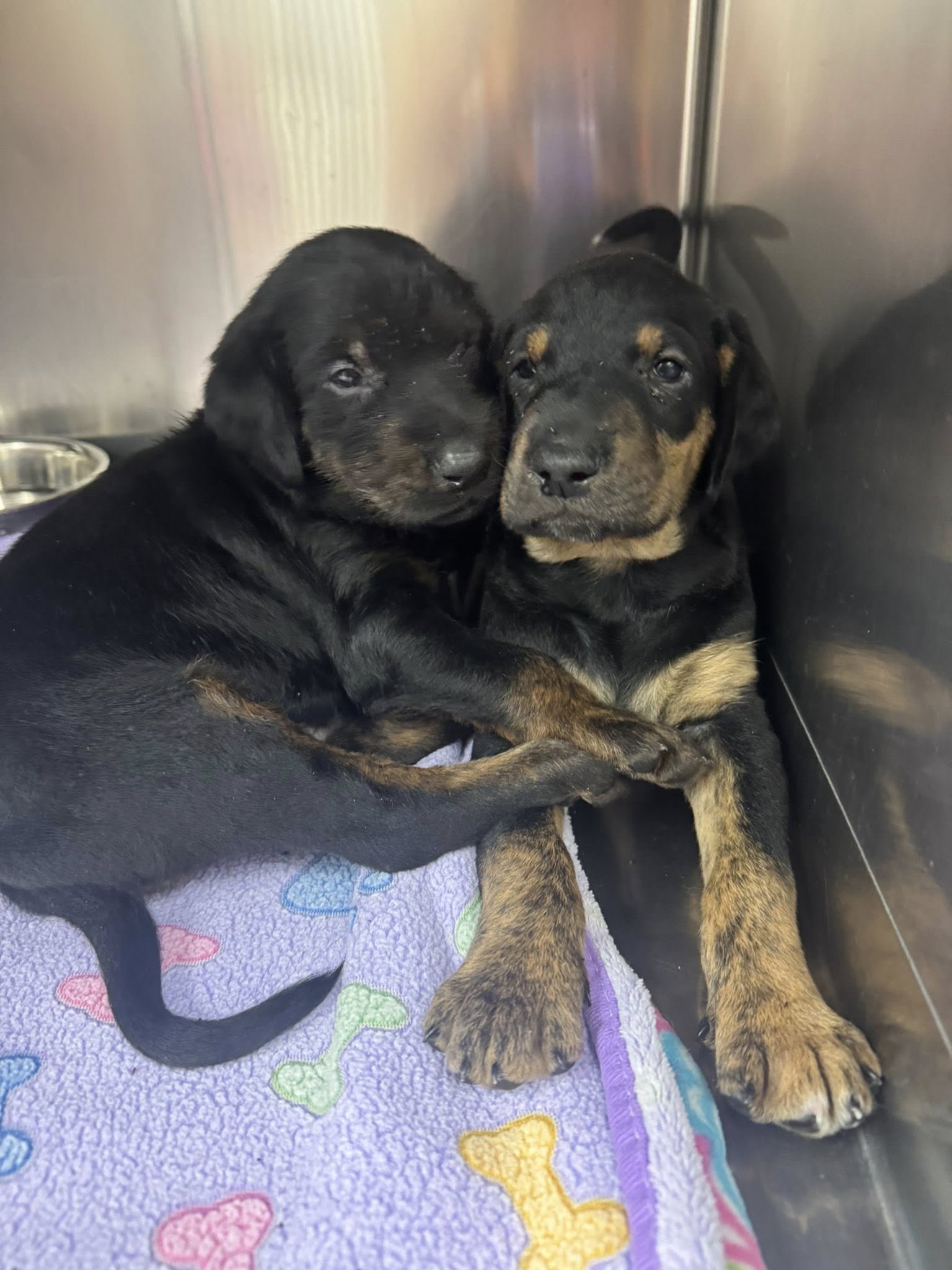 two small puppies hugging
