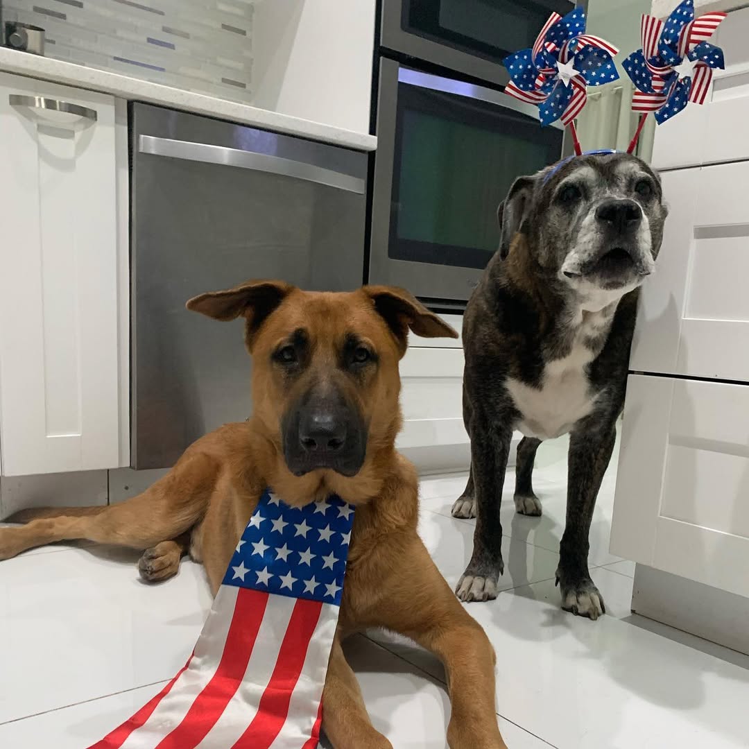 two sweet dog in cosplay