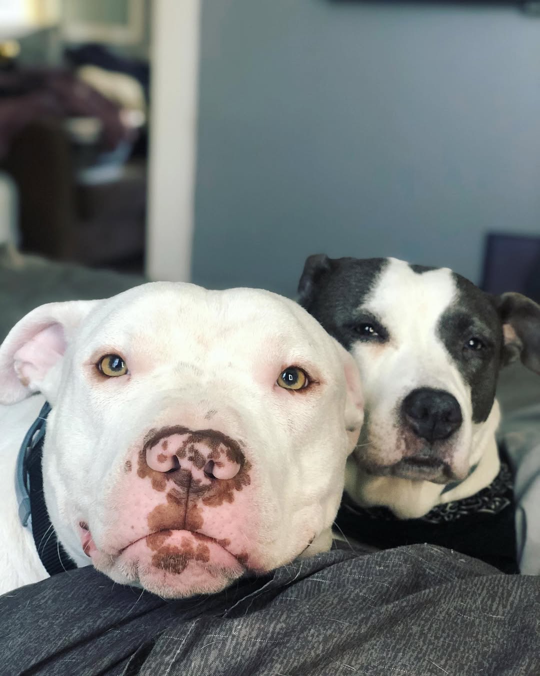 two sweet dogs