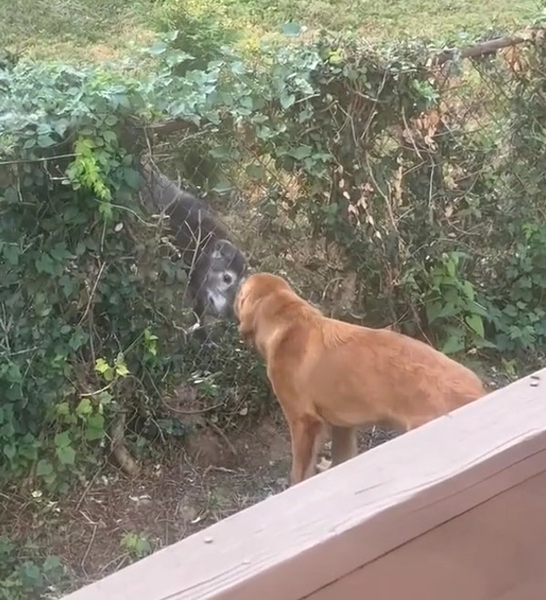 two sweet dogs