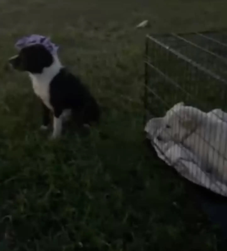two sweet dogs