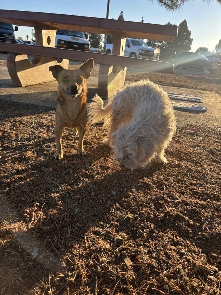 two sweet dogs