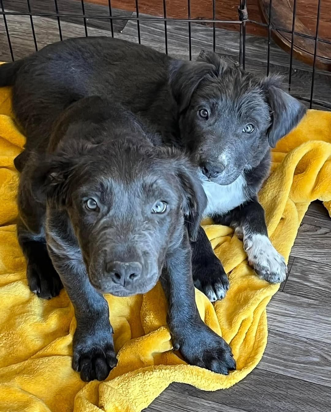 two sweet pups