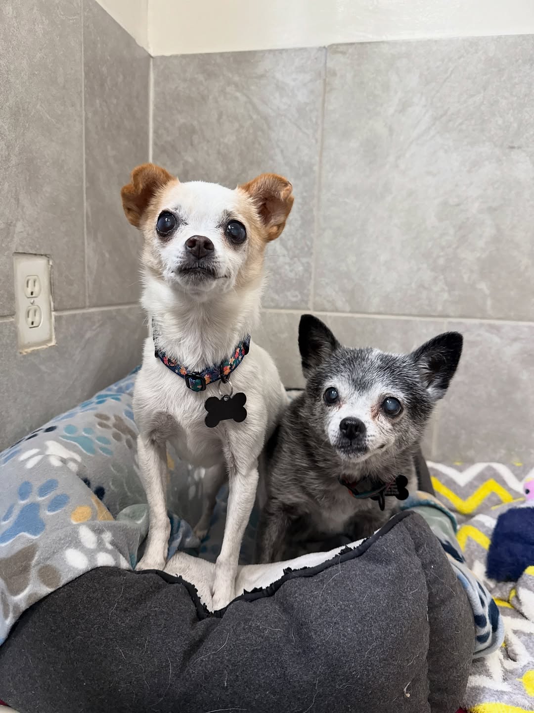 two tiny dogs