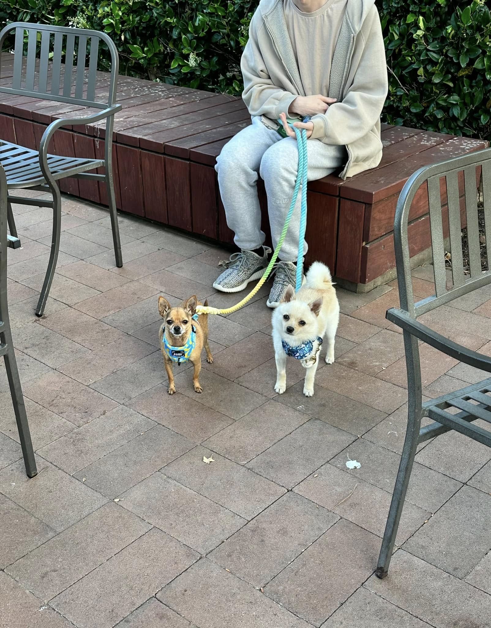 two tiny dogs on leash