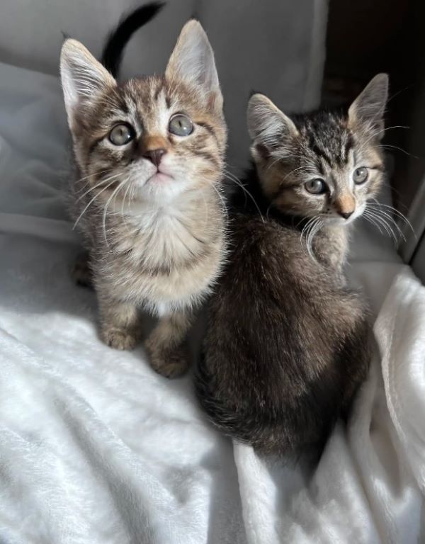 two tiny kittens