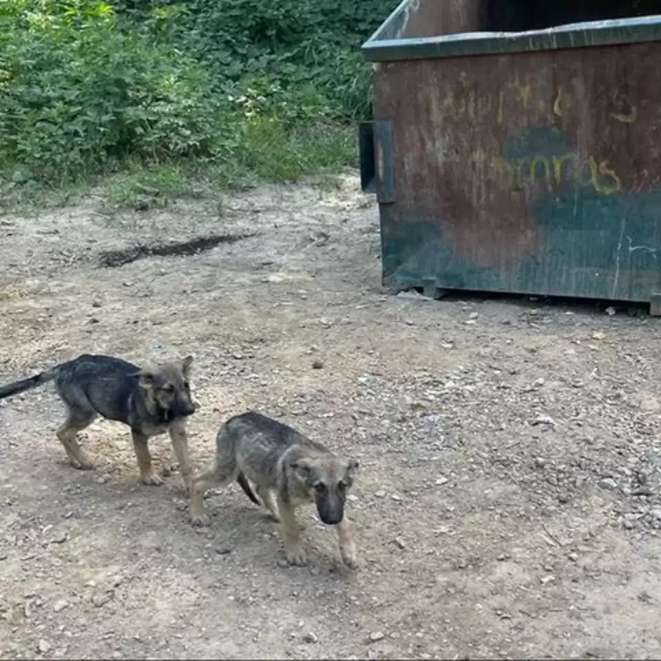 two tiny puppies