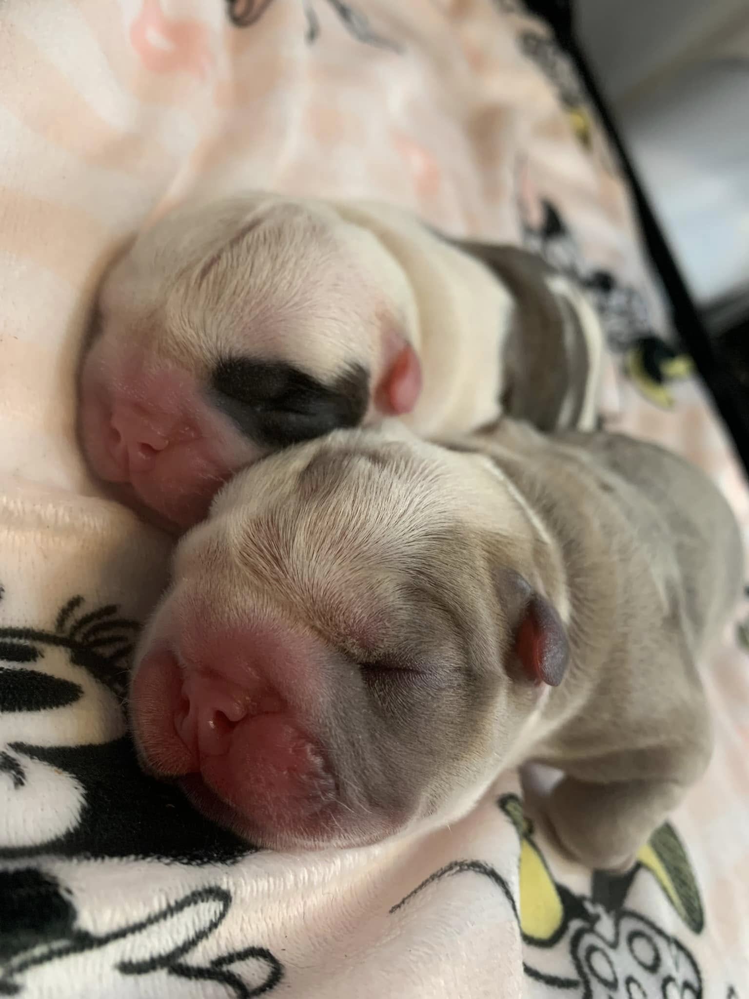 two tiny puppies sleeping 