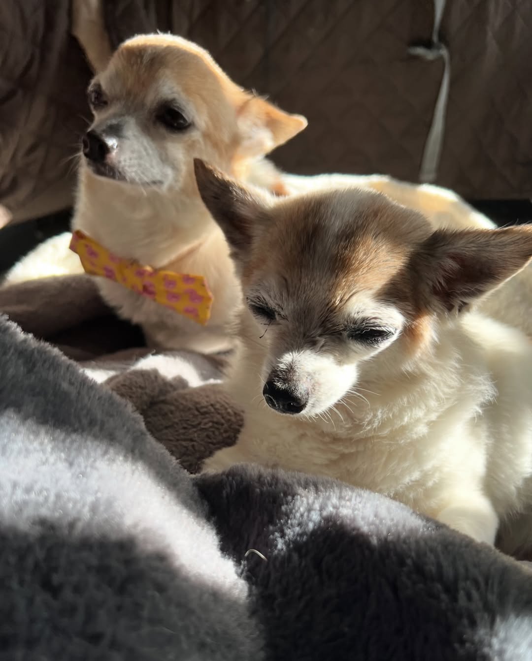 two tiny senior dogs 